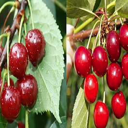 Дерево-сад (5 летка) вишня 2 сорта Десертная Морозовой - (дюк) Ивановна