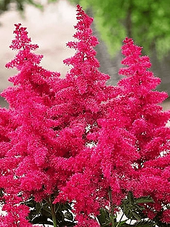 Астильба Арендса Big Bang