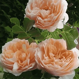 Роза Плетистая Ginger Syllabub