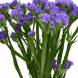 Лимониум Hipster Blue