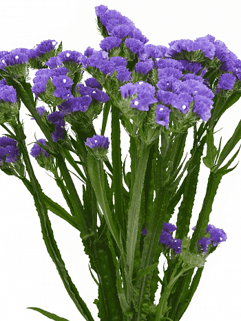 Лимониум Hipster Blue