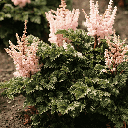 Астильба китайская Wedding Cake