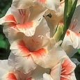 Гладиолус Mary Housley