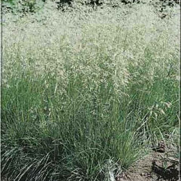 Луговик дернистый Тардифлора