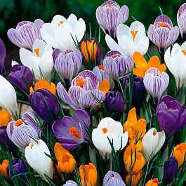 Крокус крупноцветковый Весенняя палитра смесь окрасок