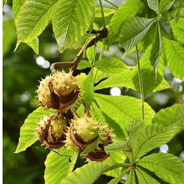 Каштан Конский