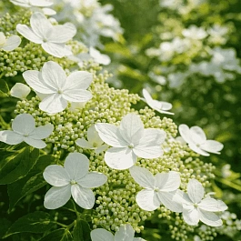 Гортензия метельчатая Magical Starlight