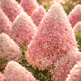Гортензия метельчатая Summer Love