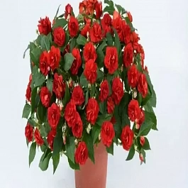 Бальзамин Musica Elegant Red 