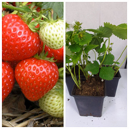 Земляника садовая Выставочная НАБОР 3ШТ Земляника садовая Выставочная НАБОР 3ШТ