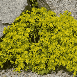 Очиток Лозовидный