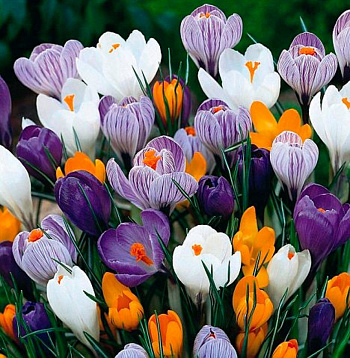 Крокус крупноцветковый Весенняя палитра смесь окрасок