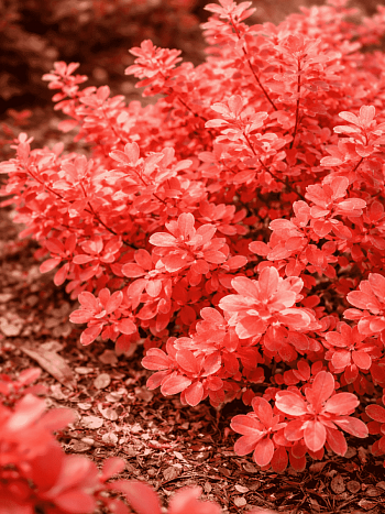 Барбарис Тунберга Red Dj