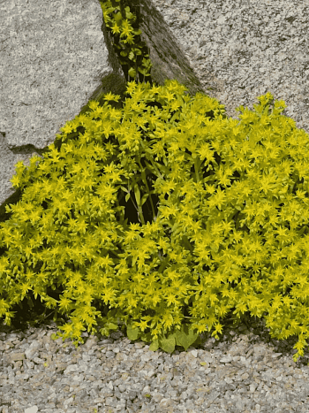 Очиток Лозовидный