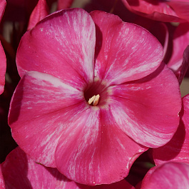 Флокс метельчатый Фрекл Ред Шейдз НАБОР 2ШТ (1+1)