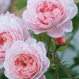 Роза Английская кустовая  A Shropshire Lad