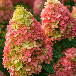 Гортензия метельчатая Magical Candle