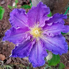 Клематис крупноцветковый Стефан Франчак