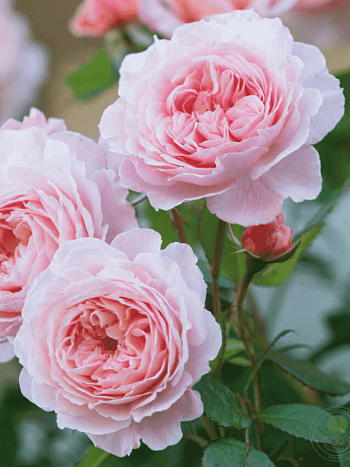 Роза Английская кустовая  A Shropshire Lad