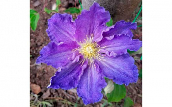 Клематис крупноцветковый Стефан Франчак