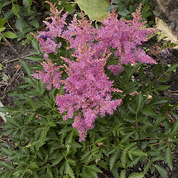 Астильба гибридная Юник Чериз Астильба гибридная Юник Чериз