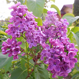 Сирень обыкновенная Заря Коммунизма