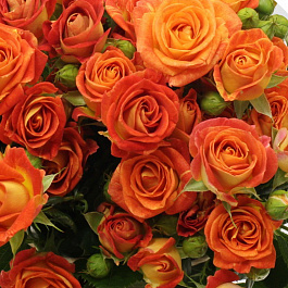 Роза спрей Фиеста Баблс