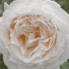 Роза кустовая Cream Piaget