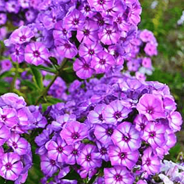 Флокс метельчатый Вий