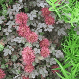 Ацена Буханана