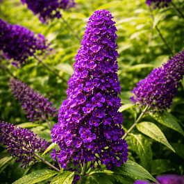 Буддлея давида Magda's Gold Knight