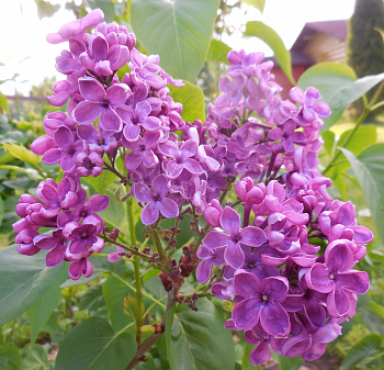 Сирень обыкновенная Заря Коммунизма