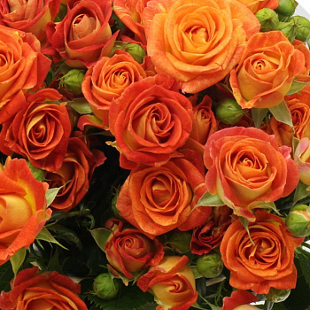 Роза спрей Фиеста Баблс