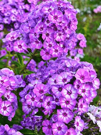 Флокс метельчатый Вий