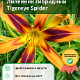 Лилейник гибридный Tigereye Spider
