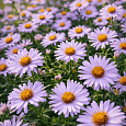 Астра кустарниковая Marjorie