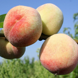 Персик Донецкий белый