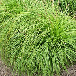 Осока гвоздичная Битлз