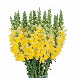 Львиный зев Потомак (группа 3,4) Еллоу