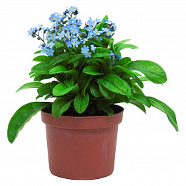 Незабудка Мон Ами Блю