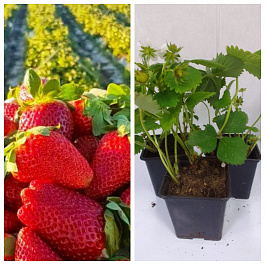 Земляника садовая Кори НАБОР 3ШТ