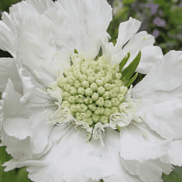 Скабиоза кавказская Alba