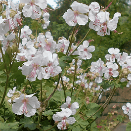 Герань кентабриджийская St Ola