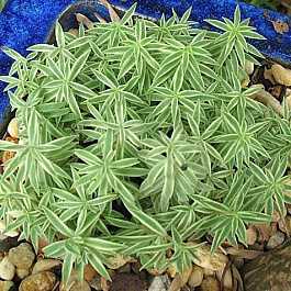 Очиток (Седум) линейный Variegata