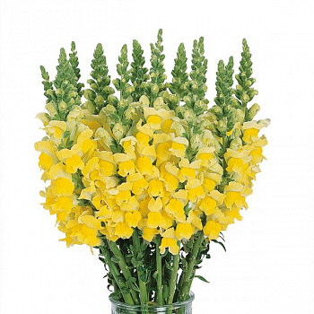 Львиный зев Потомак (группа 3,4) Еллоу