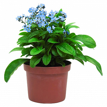 Незабудка Мон Ами Блю