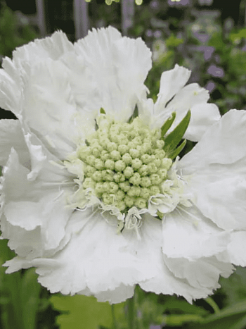 Скабиоза кавказская Alba