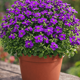 Аубриета Audrey Deep Blue Shades