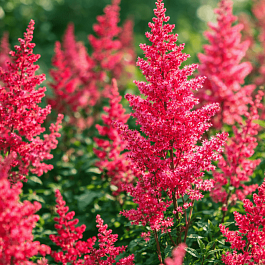 Астильба китайская Hot Pearls