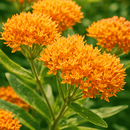 Ваточник клубненосный